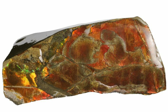 Iridescent Ammolite (Fossil Ammonite Shell) - Alberta, Canada #181139